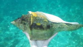 Belize Queen Conch – Best Places In The World To Retire – International Living
